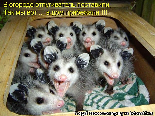 Котоматрица: В огороде отпугиватель поставили, Так мы вот ... в дом прибежали !!!