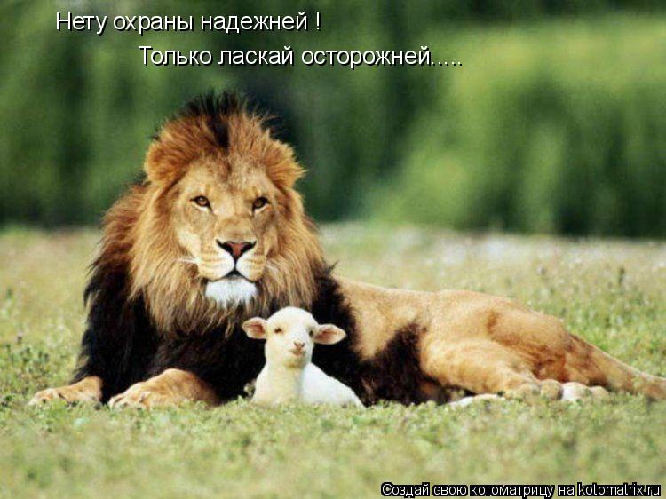 Котоматрица: Нету охраны надежней ! Только ласкай осторожней.....