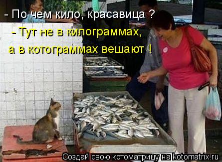 Котоматрица: - По чем кило, красавица ? - Тут не в килограммах, а в котограммах вешают !