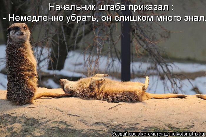 Котоматрица: Начальник штаба приказал :  - Немедленно убрать, он слишком много знал...