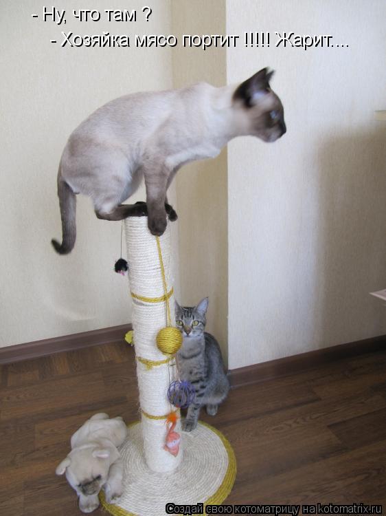 Котоматрица: - Ну, что там ? - Хозяйка мясо портит !!!!! Жарит....