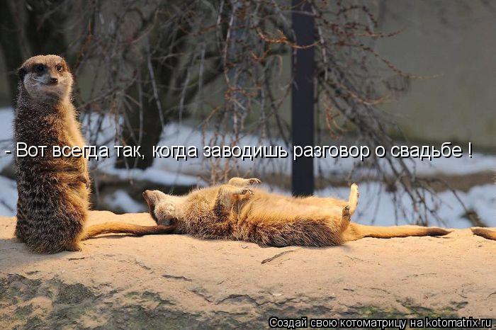 Котоматрица: - Вот всегда так, когда заводишь разговор о свадьбе !