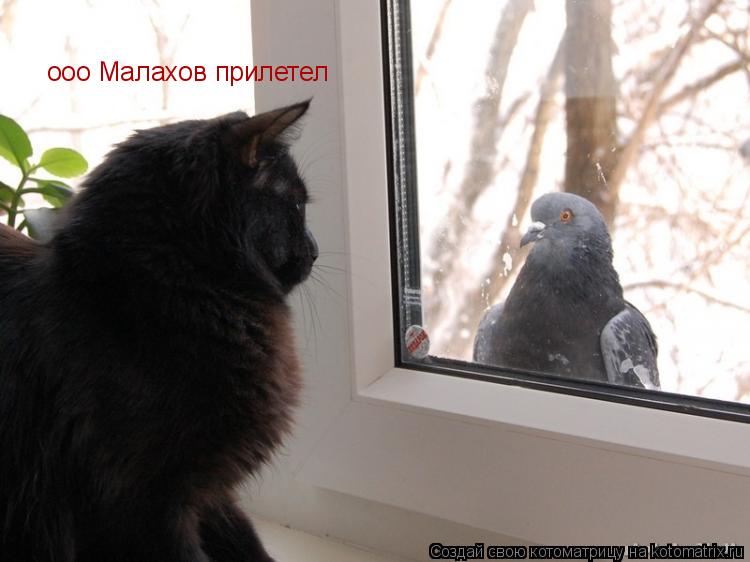 Котоматрица: ооо Малахов прилетел