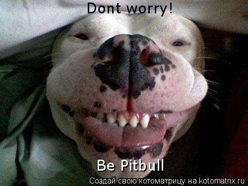 Котоматрица: Dont worry! Be Pit Bull Dont worry! Be Pit Bull Dont worry!  Be Pitbull