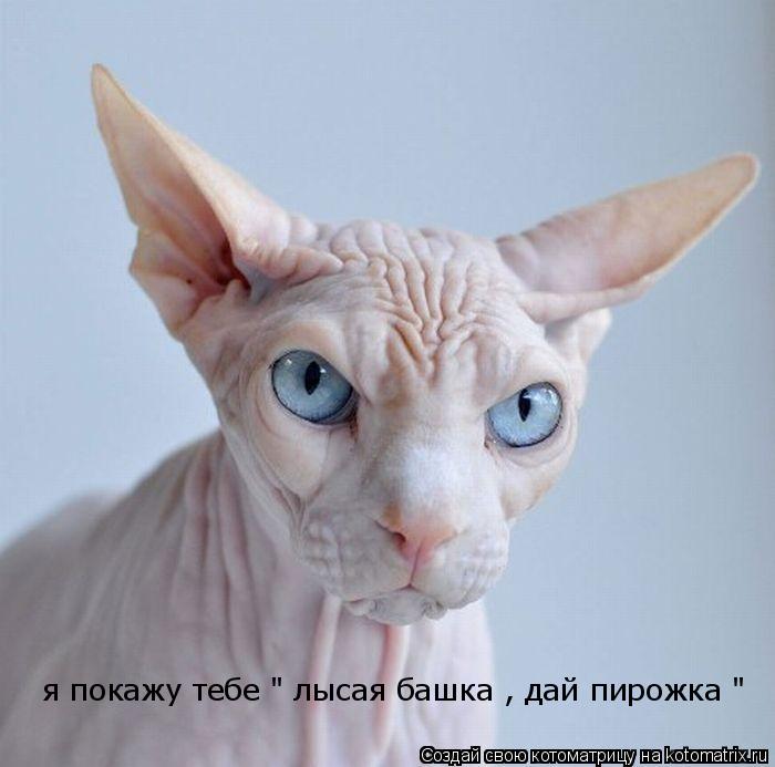 я покажу тебе " лысая башка , дай пирожка "... Котоматрица: я покажу тебе " лысая башка , дай пирожка "