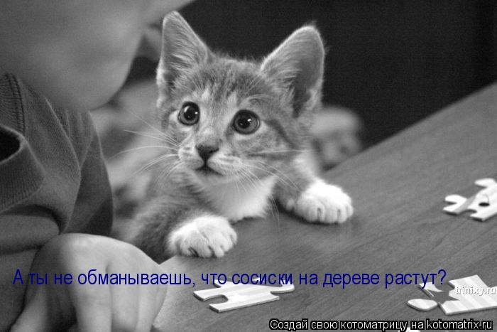 Котоматрица: А ты не обманываешь, что сосиски на дереве растут?