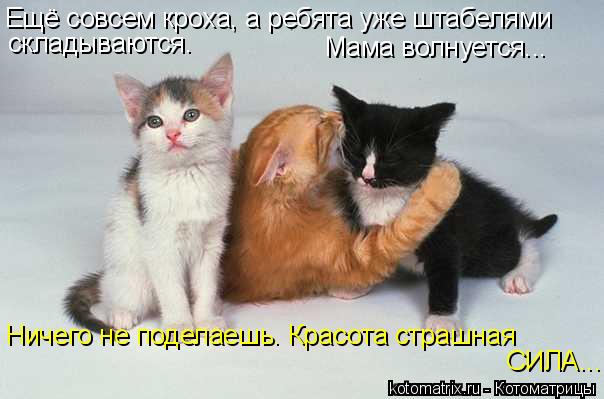 Котоматрица: Ещё совсем кроха, а ребята уже штабелями СИЛА...  Ничего не поделаешь. Красота страшная  складываются. Мама волнуется...
