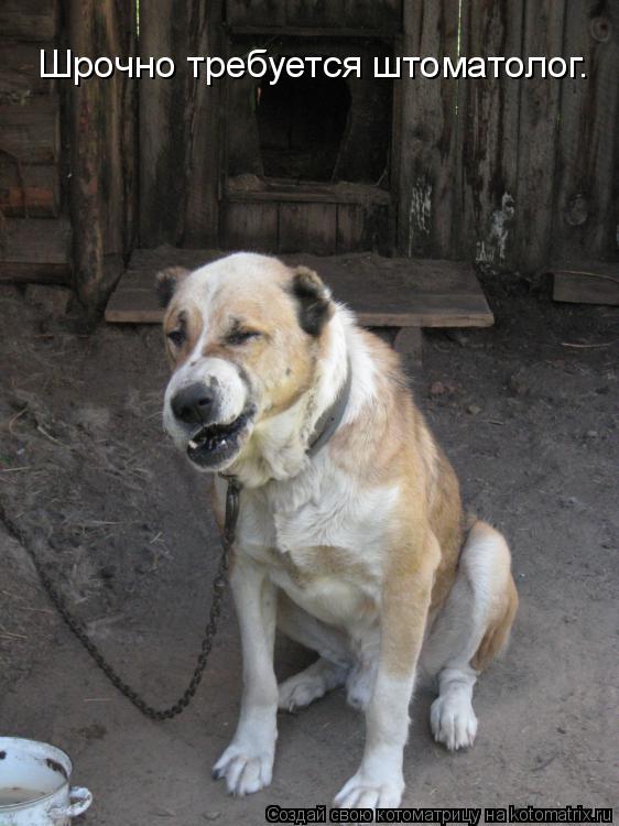 Котоматрица: Шрочно требуется штоматолог.