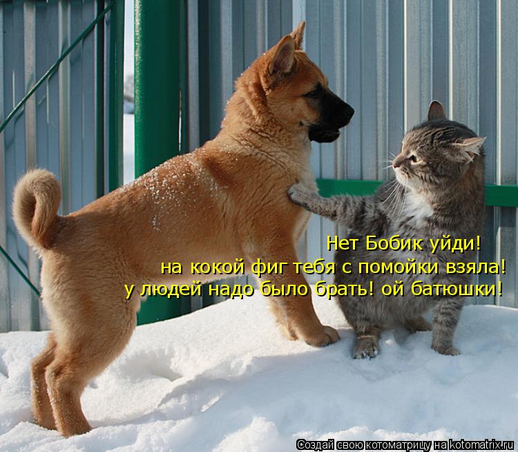 Котоматрица: Нет Бобик уйди! на кокой фиг тебя с помойки взяла! у людей надо было брать! ой батюшки!