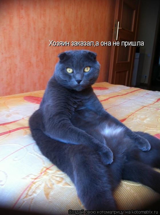 Котоматрица: Хозяин заказал,а она не пришла