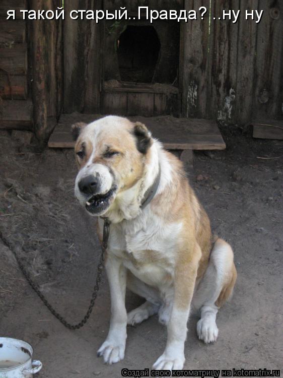 Котоматрица: я такой старый..Правда? ..ну ну