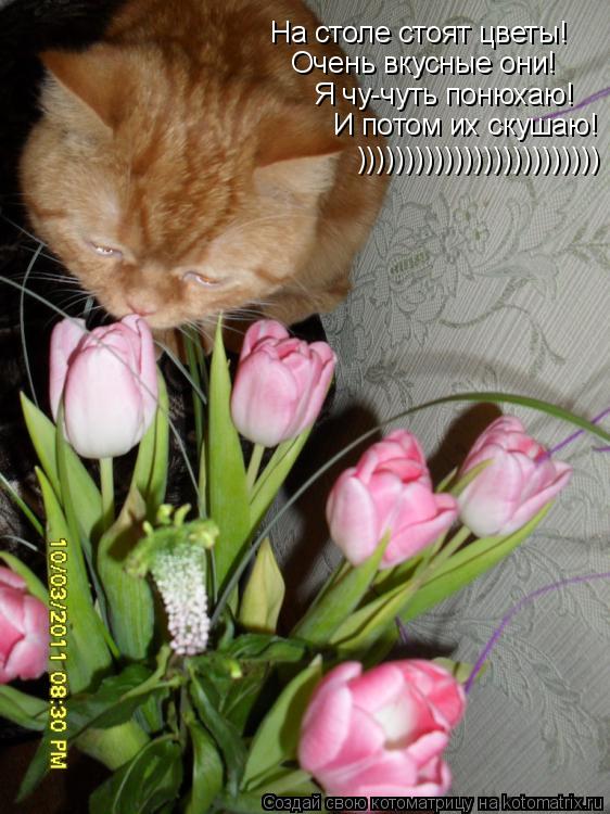 Котоматрица: На столе стоят цветы! Очень вкусные они! Я чу-чуть понюхаю! И потом их скушаю! )))))))))))))))))))))))))