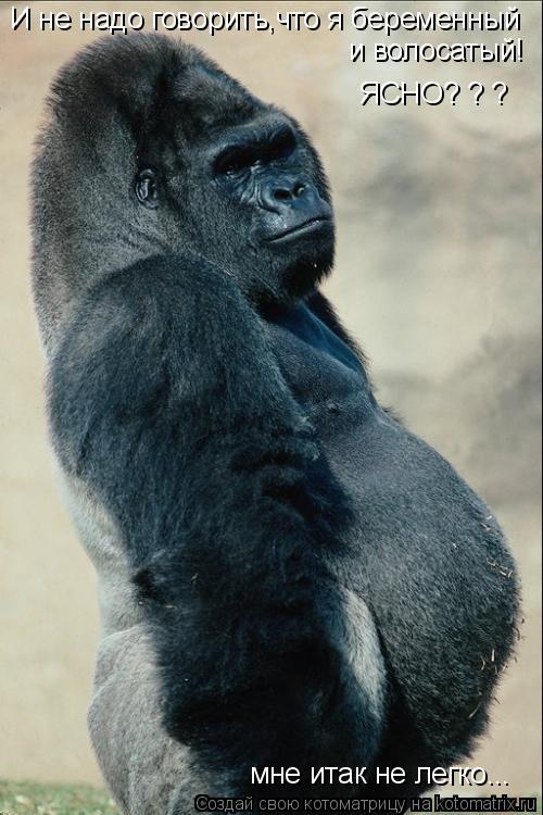 Котоматрица: И не надо говорить,что я беременный и волосатый! ЯСНО? ? ?  мне итак не легко...