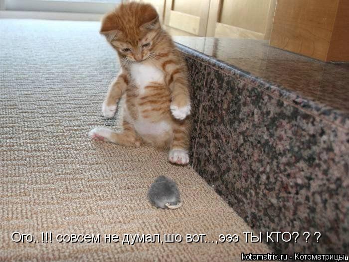 Котоматрица: Ого..!!! совсем не думал,шо вот...,эээ ТЫ КТО? ? ?