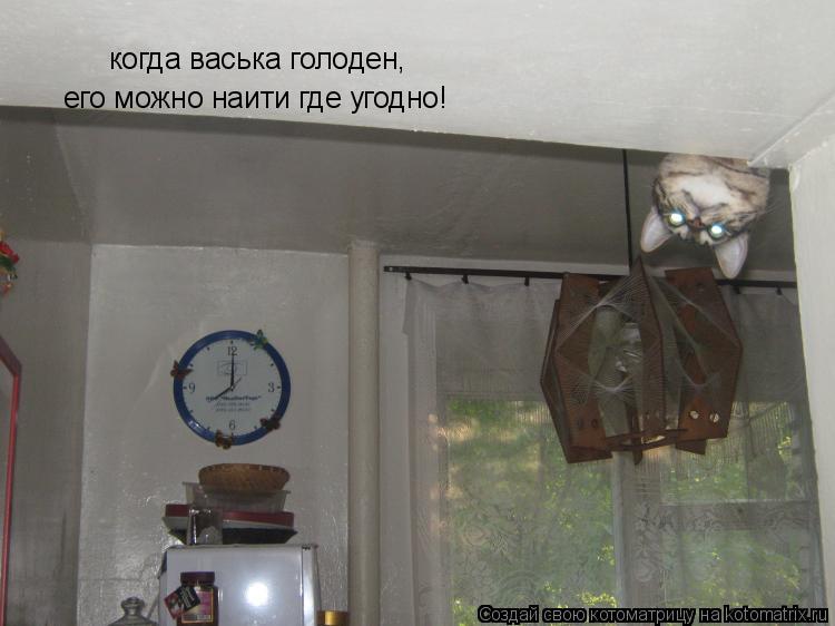 Котоматрица: когда васька голоден, его можно наити где угодно!
