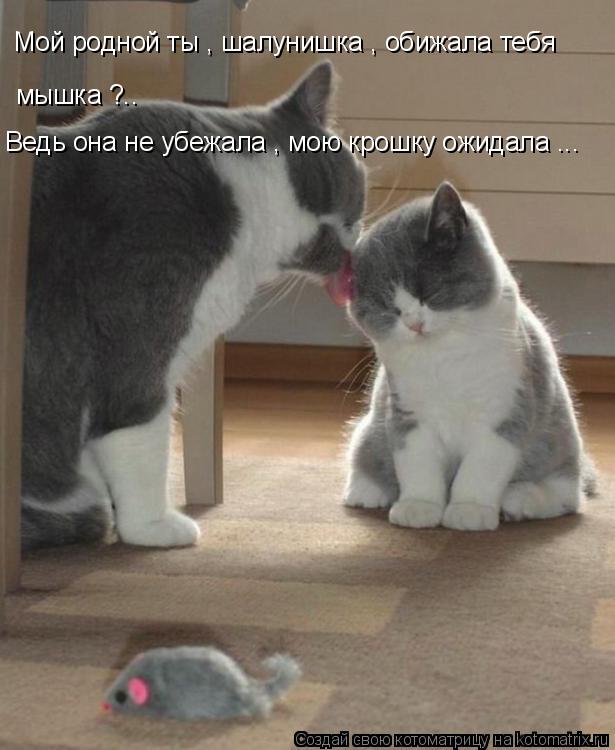 Котоматрица: Мой родной ты , шалунишка , обижала тебя мышка ?.. Ведь она не убежала , мою крошку ожидала ...