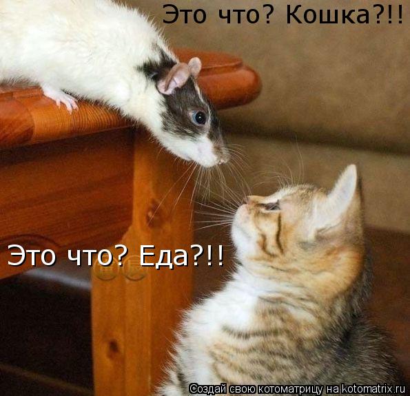 Котоматрица: Это что? Кошка?!! Это что? Еда?!!