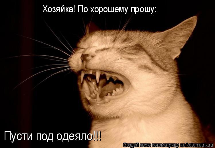 Хозяйка! По хорошему прошу: Пусти под одеяло!!!... Котоматрица: Хозяйка! По хорошему прошу: Пусти под одеяло!!!
