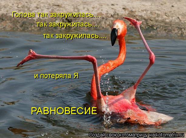 Котоматрица: Голова так закружилась.... так закружилась.... так закружилась.... и потеряла Я РАВНОВЕСИЕ