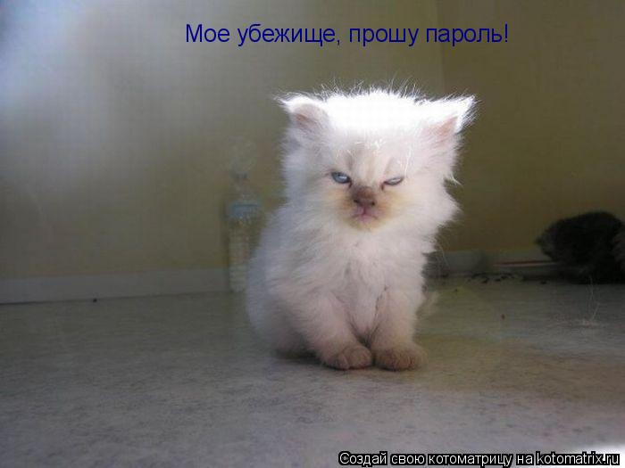 Котоматрица: Мое убежище, прошу пароль!