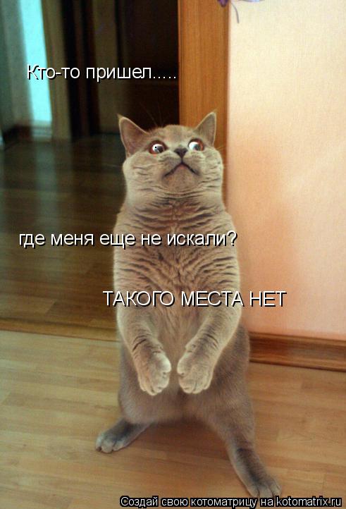 Котоматрица: Кто-то пришел..... где меня еще не искали? ТАКОГО МЕСТА НЕТ