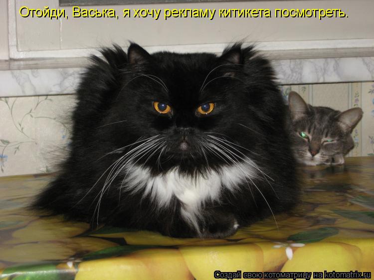 Котоматрица: Отойди, Васька, я хочу рекламу китикета посмотреть.