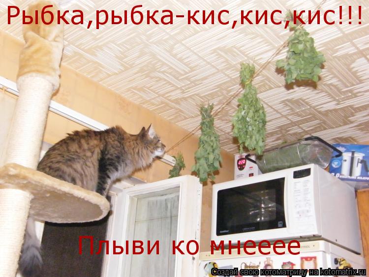 Котоматрица: Рыбка,рыбка-кис,кис,кис!!!  Плыви ко мнееее