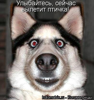 Улыбайтесь, сейчас вылетит птичка!... Котоматрица: Улыбайтесь, сейчас вылетит птичка!