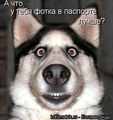 А что, у тебя фотка в паспорте лучше?... Котоматрица: А что, у тебя фотка в паспорте лучше?