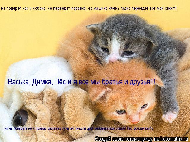 Котоматрица: Васька, Димка, Лёс и я все мы братья и друзья!!! не подерет нас и собака, не переедет паравоз, но машина очень гадко переедет вот мой хвост!! уж 