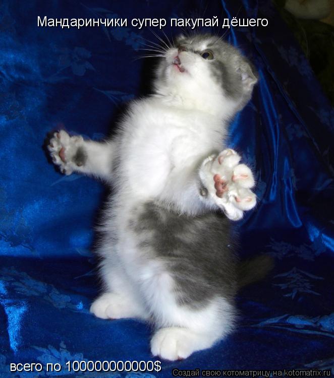 Котоматрица: Мандаринчики супер пакупай дёшего всего по 100000000000$