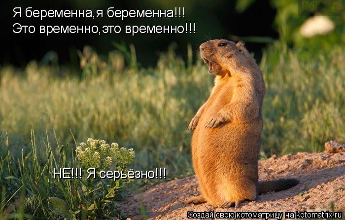 Котоматрица: Я беременна,я беременна!!! Это временно,это временно!!! НЕ!!! Я серьёзно!!! НЕ!!! Я серьёзно!!!