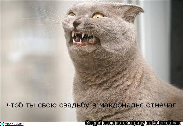 Котоматрица: чтоб ты свою свадьбу в макдональс отмечал