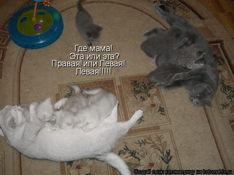 Котоматрица: Где мама! Эта или эта?  Правая!  или Левая! Левая!!!!!