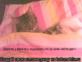 Котоматрица: Дорогая,у меня есь ощущение,что за наи наблюдают. Дорогая,у меня есь ощущение,что за нами наблюдают