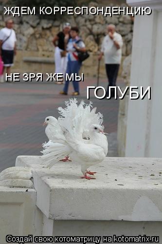 Котоматрица: ЖДЕМ КОРРЕСПОНДЕНЦИЮ НЕ ЗРЯ ЖЕ МЫ ГОЛУБИ