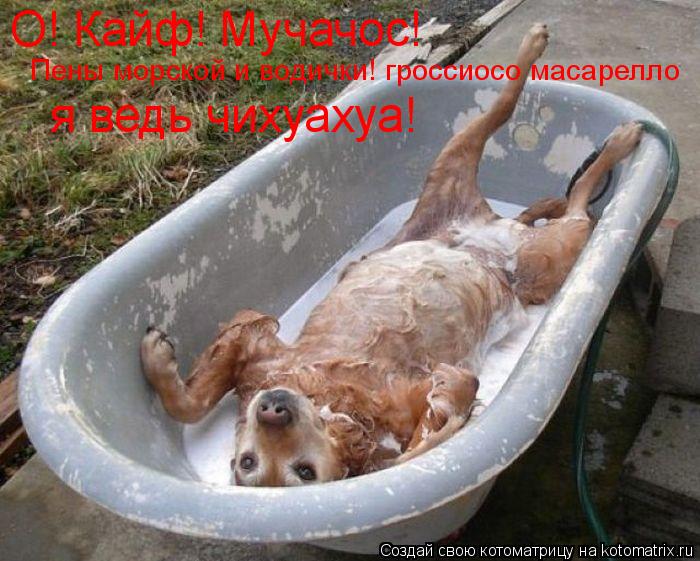 Котоматрица: О! Кайф! Мучачос! Пены морской и водички! гроссиосо масарелло я ведь чихуахуа!