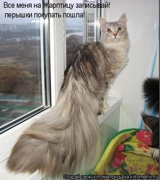Котоматрица: Все меня на Жарптицу записывай! перышки покупать пошла!