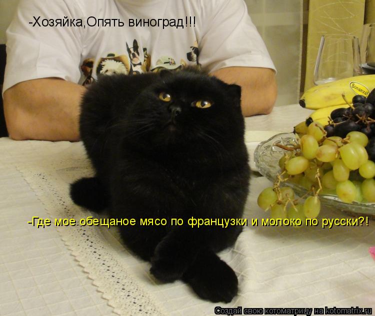 Котоматрица: -Хозяйка,Опять виноград!!! -Где мое обещаное мясо по французки и молоко по русски?!