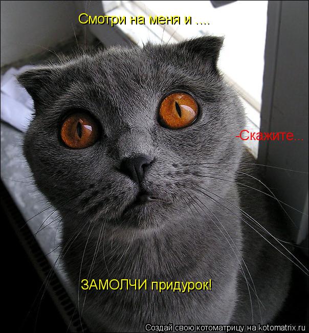 Котоматрица: Смотри на меня и .... -Скажите... ЗАМОЛЧИ придурок!