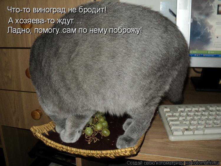 Котоматрица: Что-то виноград не бродит! А хозяева-то ждут.... Ладно, помогу..сам по нему поброжу!