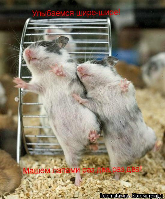 Котоматрица: Улыбаемся шире-шире! Машем лапами раз,два,раз,два!