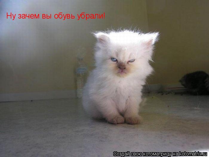 Котоматрица: Ну зачем вы обувь убрали!