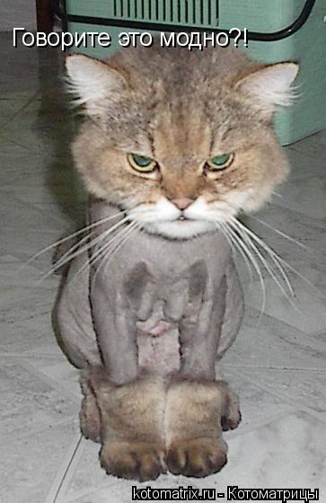 Котоматрица: Говорите это модно?!