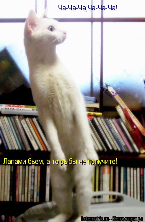 Котоматрица: Ча-Ча-Ча,Ча-Ча-Ча! Лапами бьём, а то рыбы не получите!