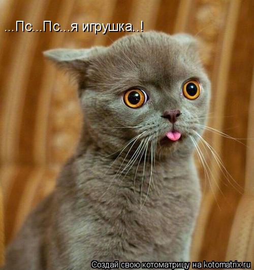 Котоматрица: ...Пс...Пс...я игрушка..!