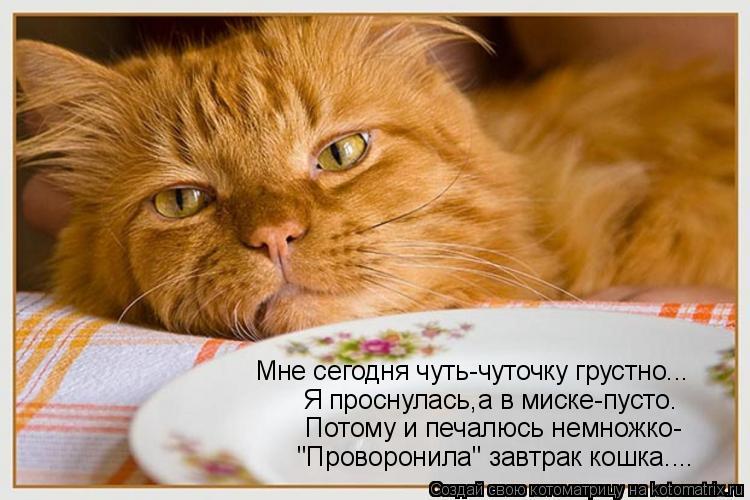 Я проснулась,а в миске-пусто. Потому и печалюсь немножко- "Проворонила" завтрак кошка.... Мне сегодня... Котоматрица: Я проснулась,а в миске-пусто. Потому и печалюсь немножко- "Проворонила" завтрак кошка.... Мне сегодня чуть-чуточку грустно...
