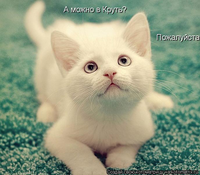 Котоматрица: А можно в Круть? Пожалуйста!