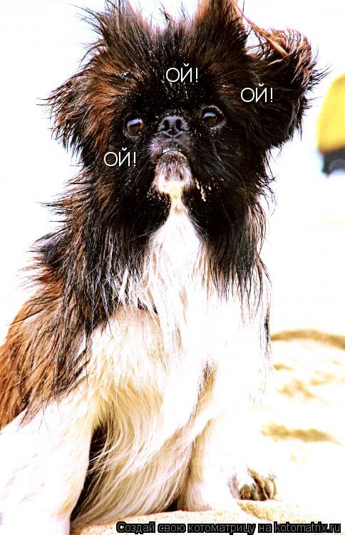 Котоматрица: ОЙ! ОЙ! ОЙ!