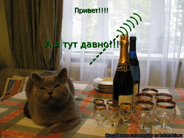 Котоматрица: Привет!!!! А я тут давно!!!! ---------))))))